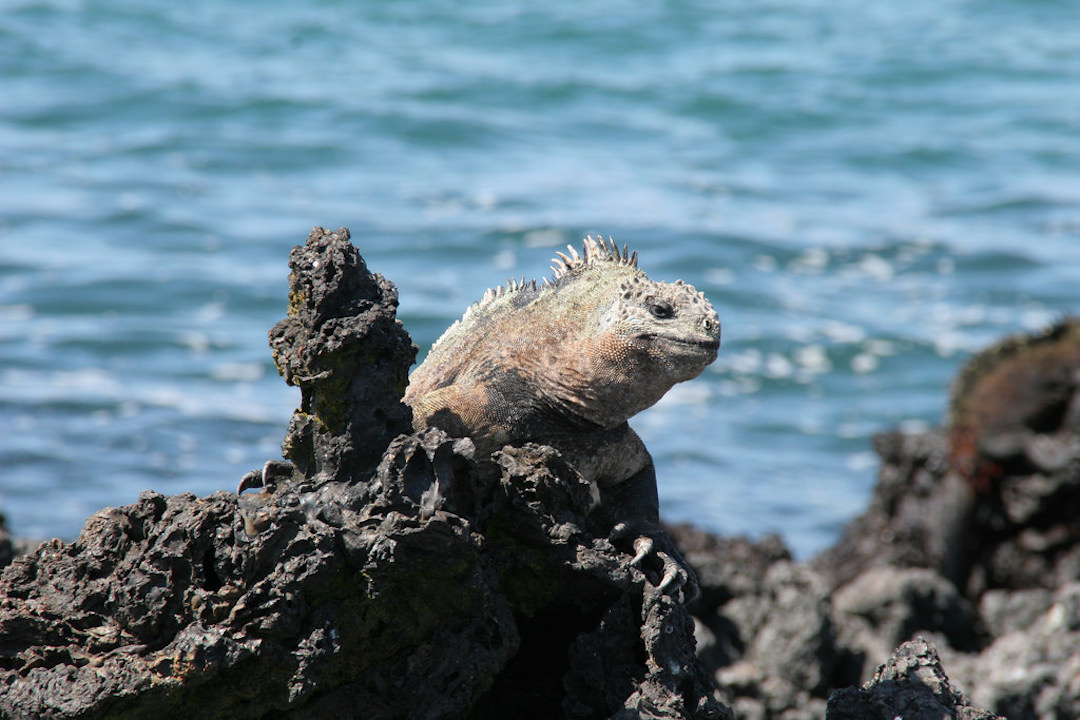 Iguanas-Galapagos-Wildlife