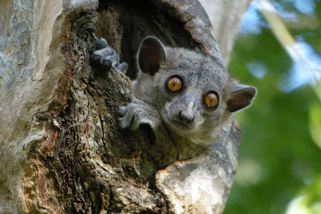 Lemur-in-tree-Madagascar