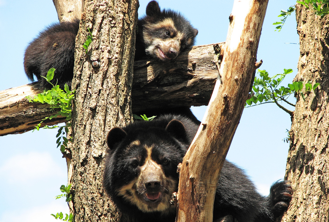 Spectacled-Bear