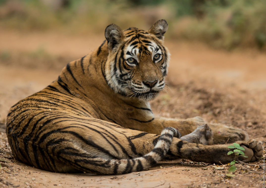 Tiger-India