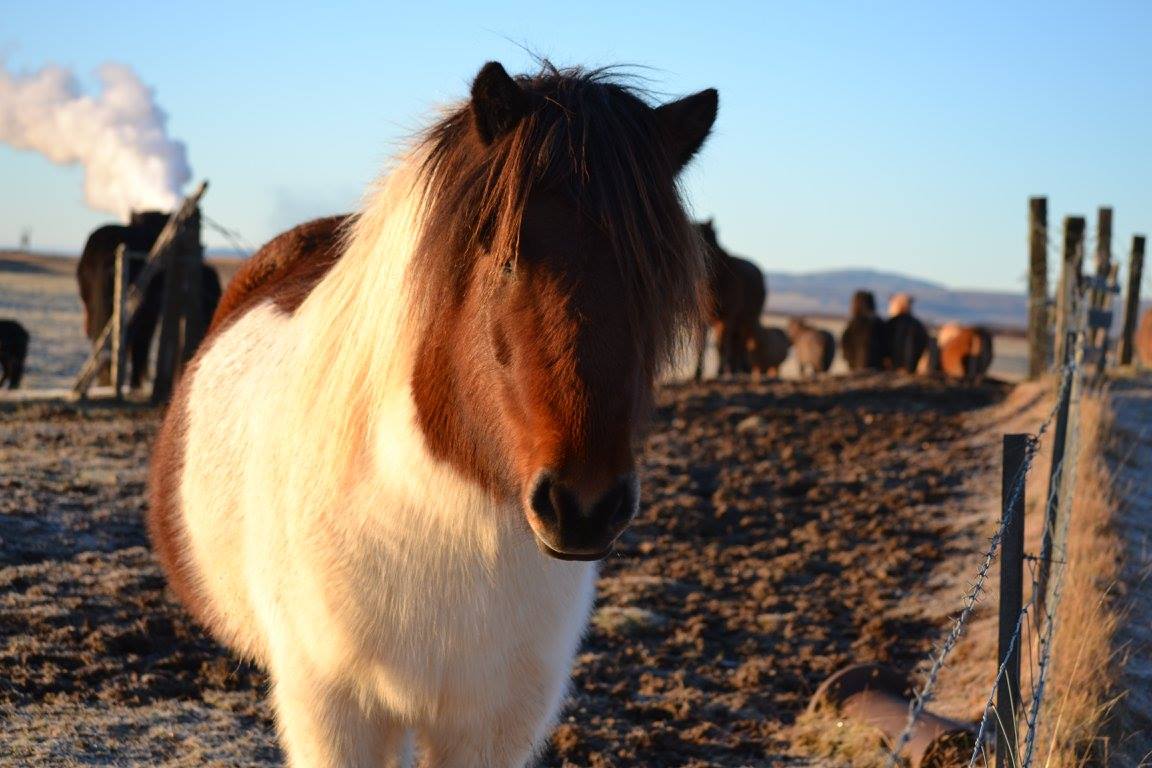 Icelandic-Horses