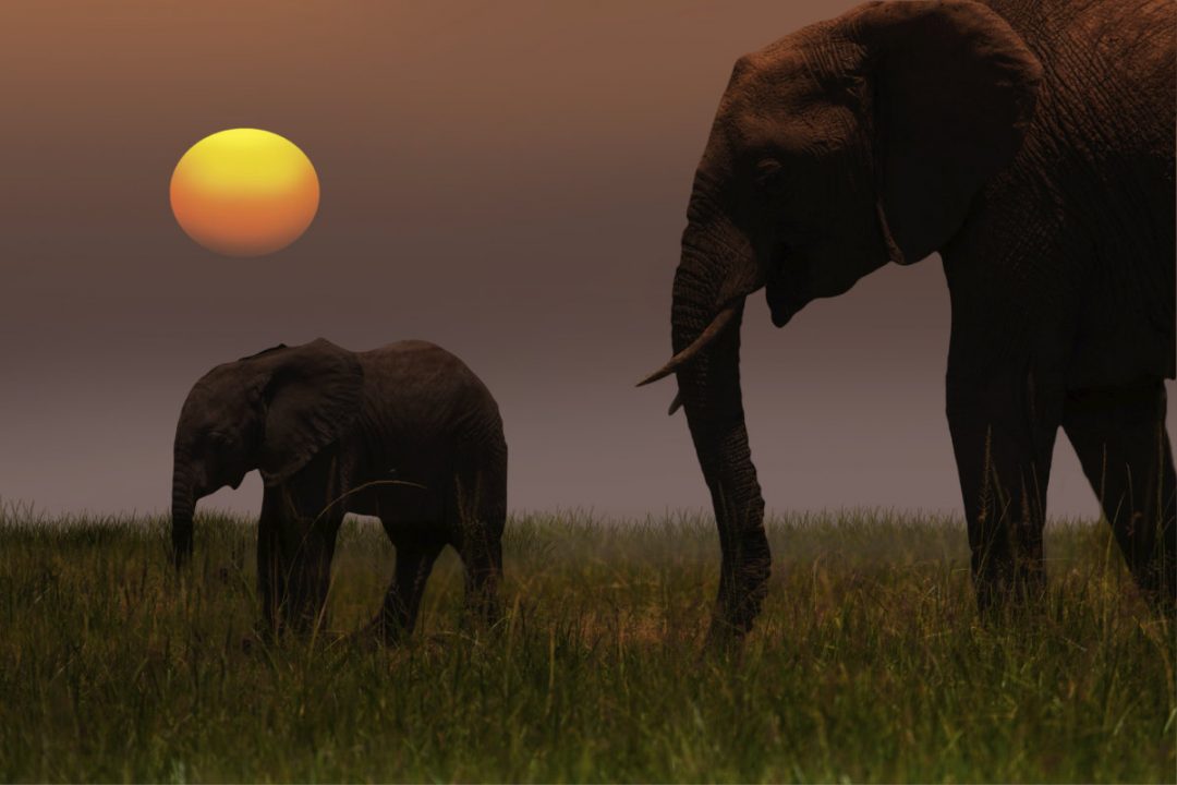 African-Elephant