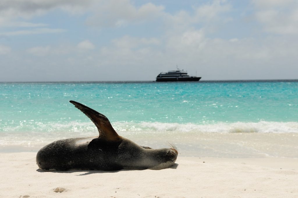 sea lion