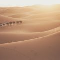 Group of people riding camels in the Sahara Desert