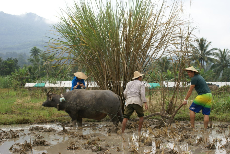 Stray Asia_Rice is Life_Living Land Farm