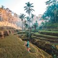 Person standing in rice fields in Indonesia