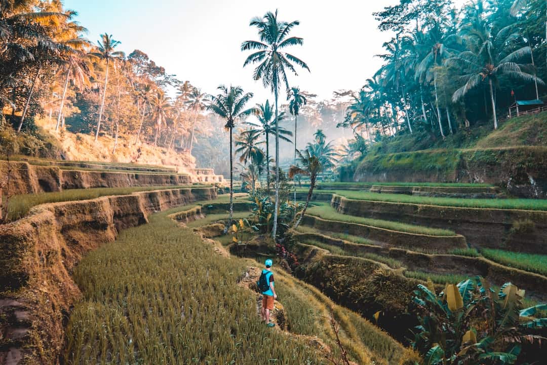 Person standing in rice fields in Indonesia