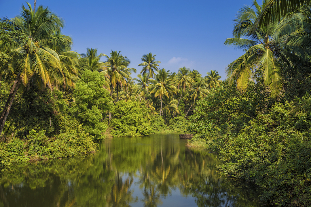 Beautiful tropical palm tree forest along river, Goa, India.