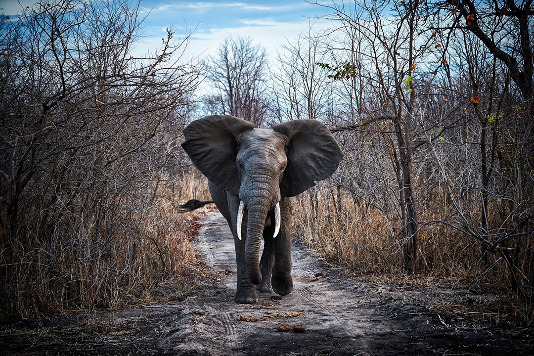 Elephant walking on forest trail in Malawai. Photo by Jonathan Gregson.