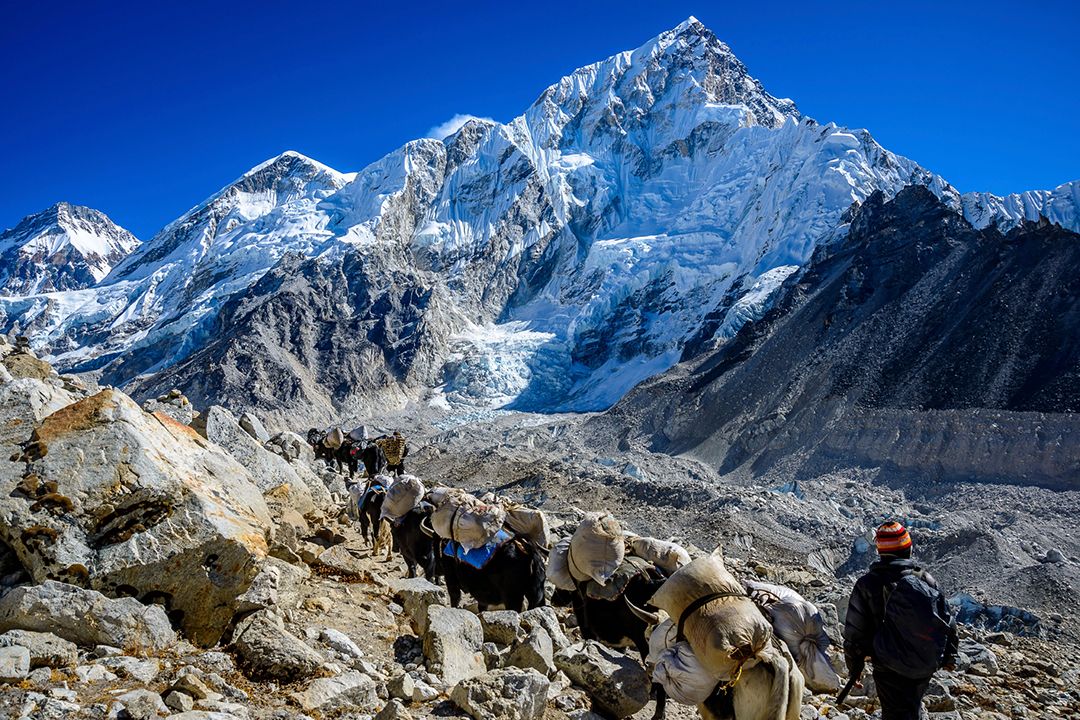 A yak train climbs into the mighty mountains of Nepal. Photo by Marvin Suria-Ramos.