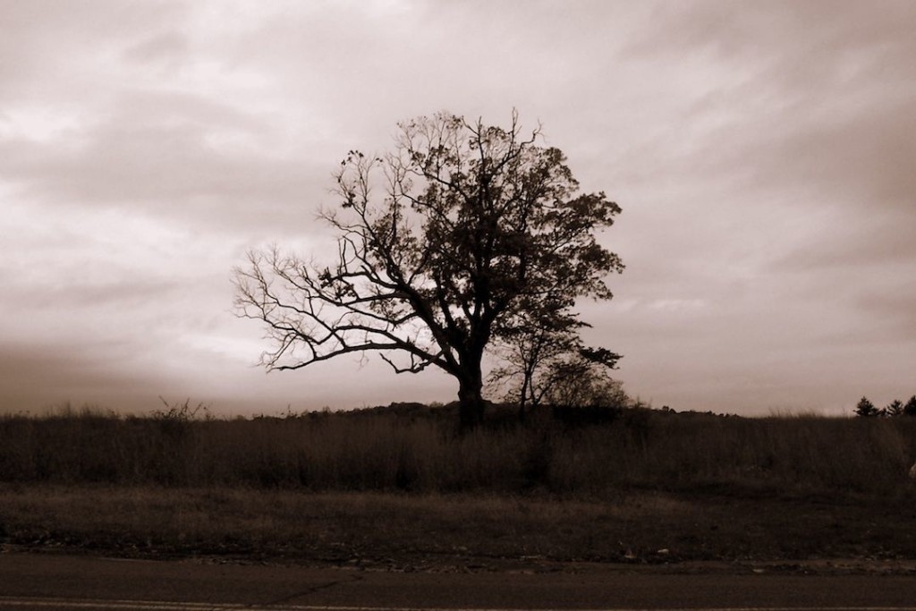 Local legend and icon, the Devil's Tree at dusk