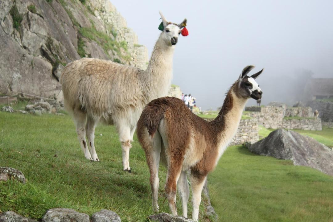 Llamas-at-Machu-Picchu