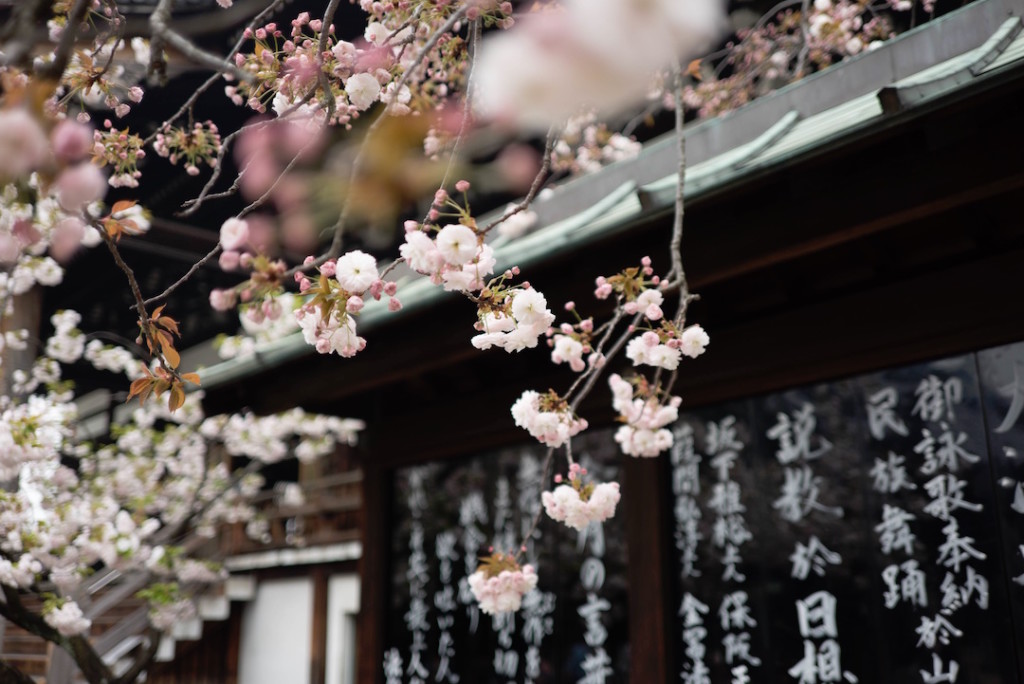 Blooming cherry blossom hangs in front of a building