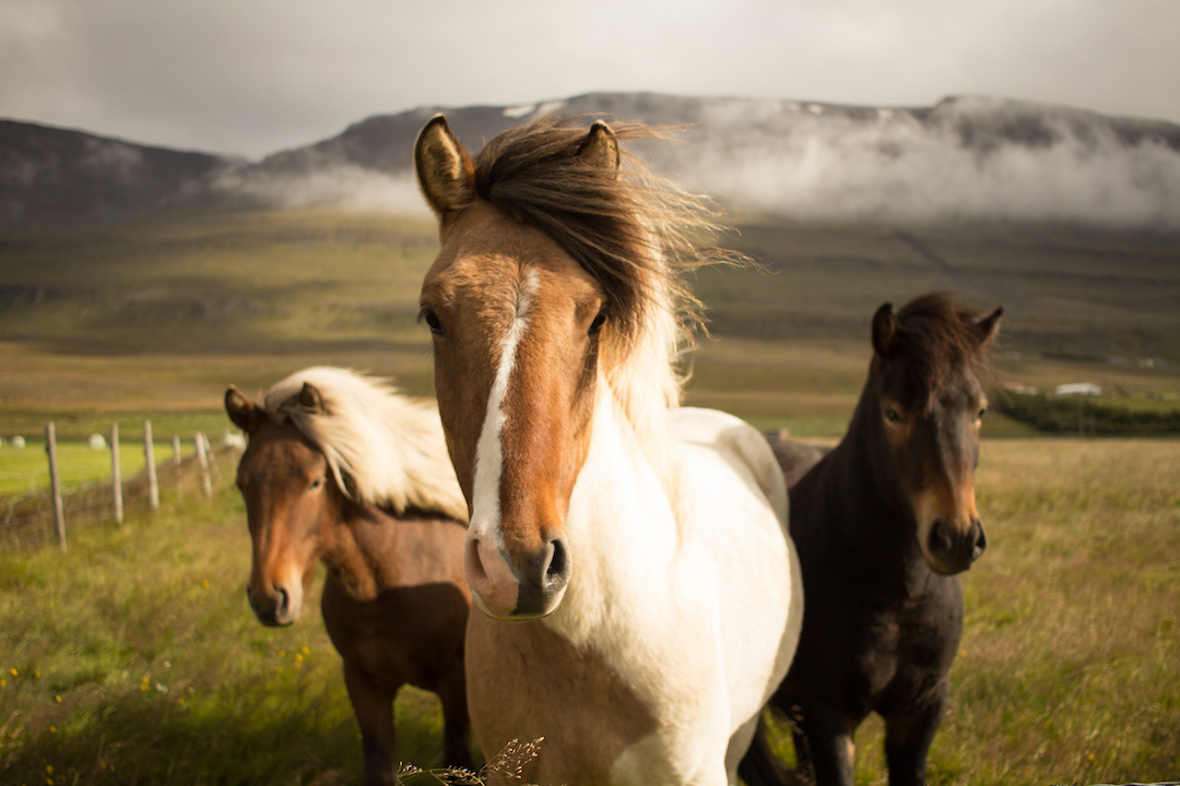 Icelandic-Horses