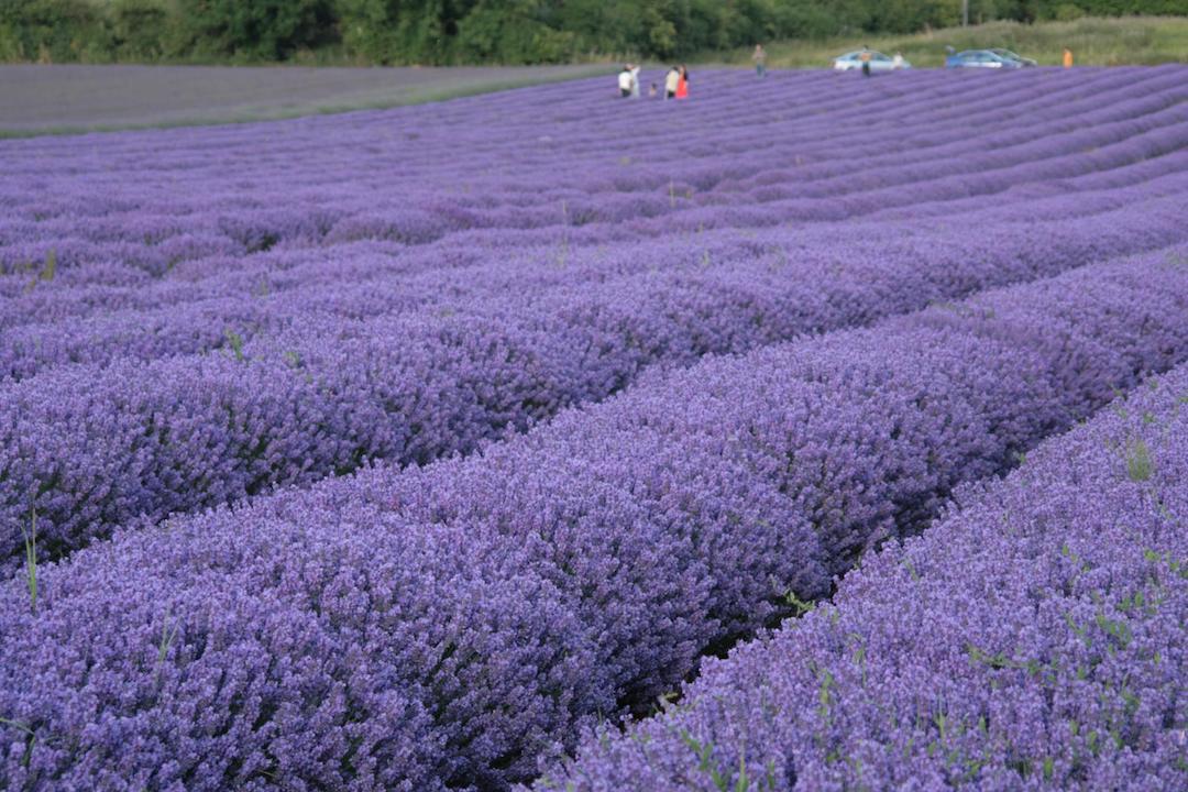 Norfolk-Lavender-Fields-England-UK