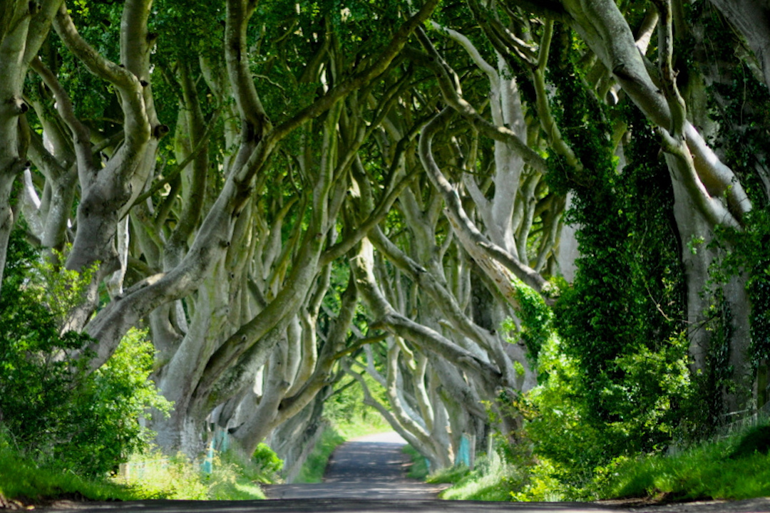 The-Dark-Hedges-Northern-Ireland-UK