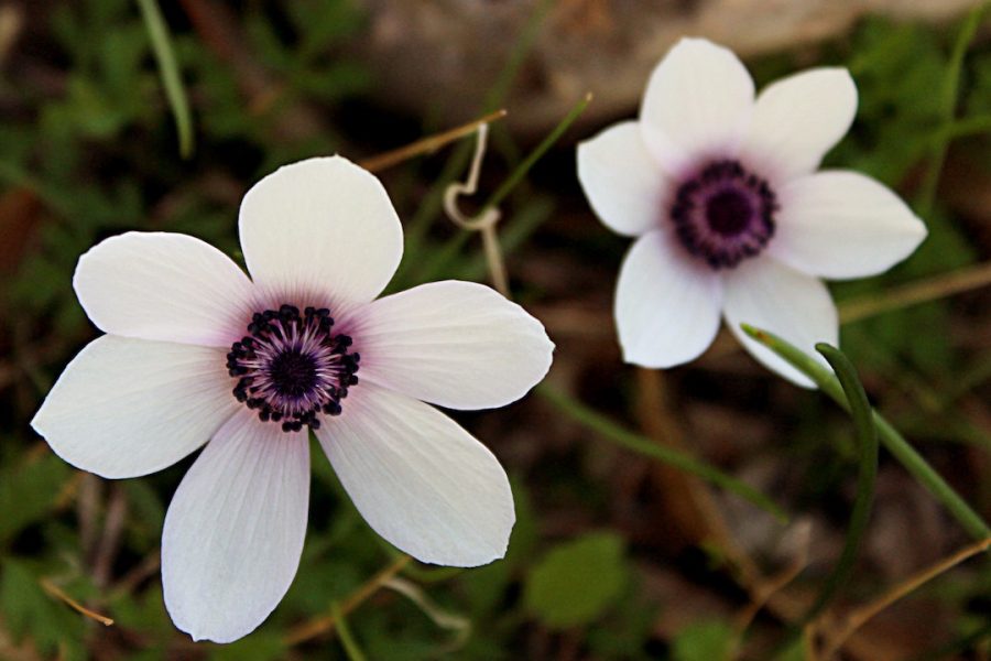 anemone