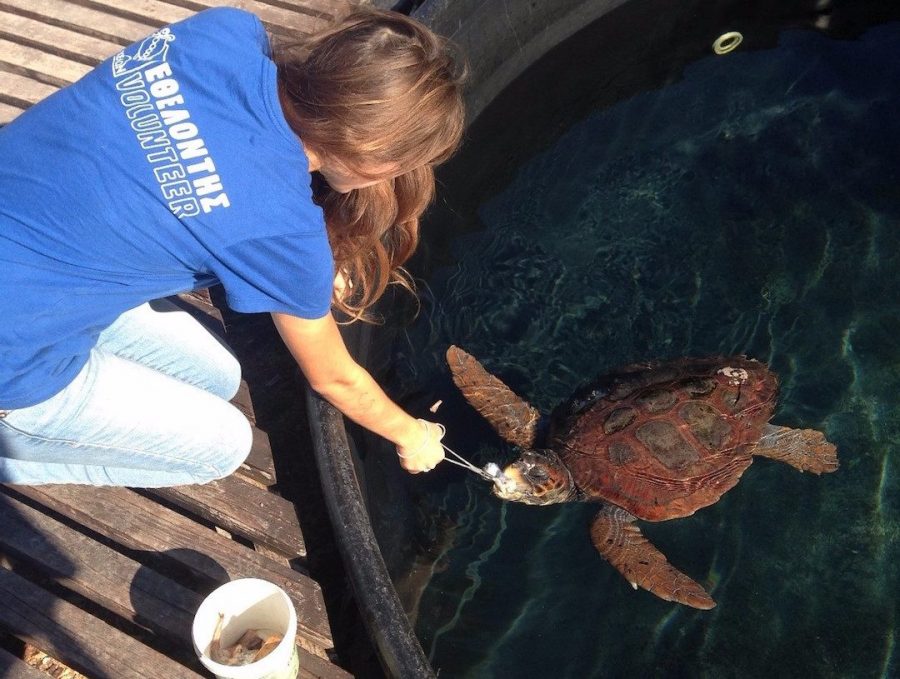 feeding tortoise