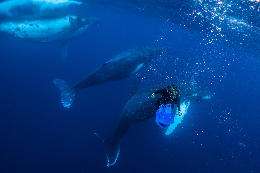 Underwater-with-whales