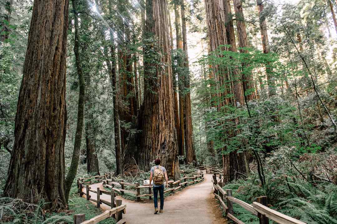 Redwood-Trees-California