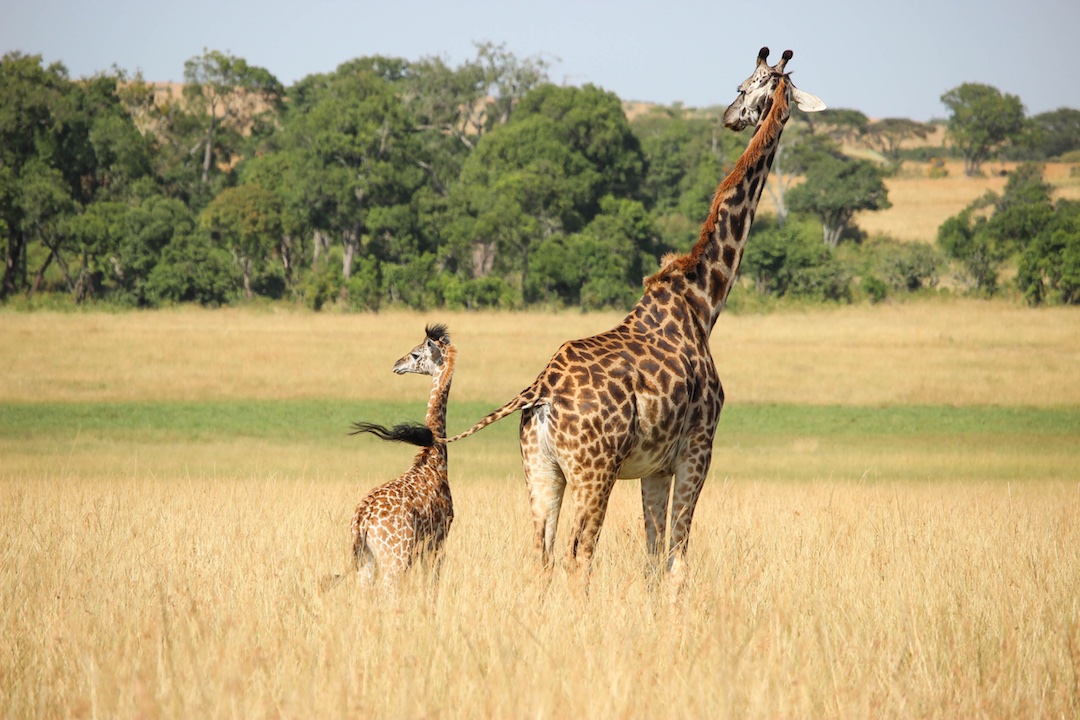 Giraffe-and-baby-Kenya