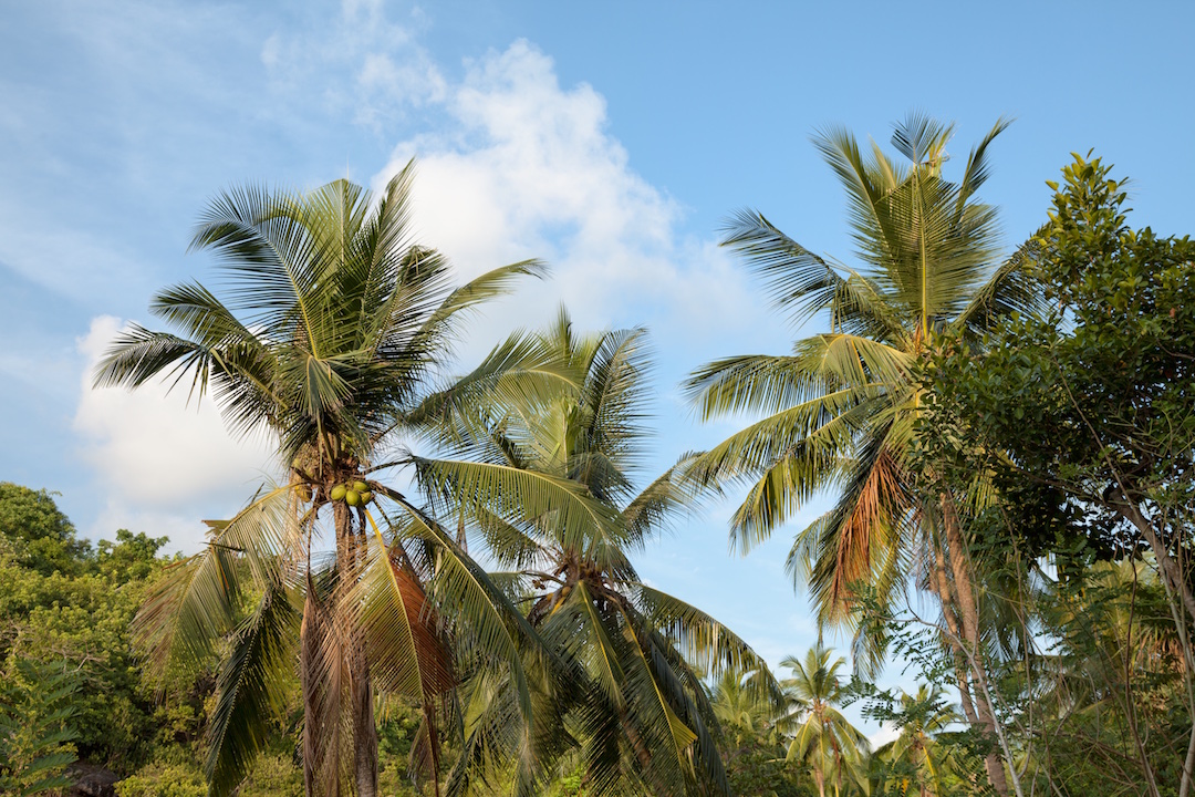 sri lanka palms