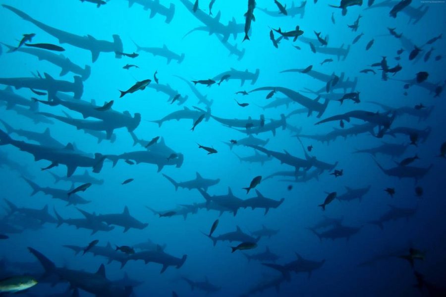 Hammerhead-Sharks-Cocos-Island