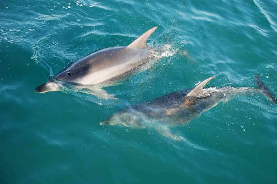 Dolphins-Kaikoura-New-Zealand