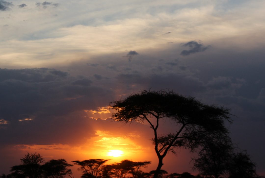 Kruger vs Masai Mara: Which National Park is Calling to You?