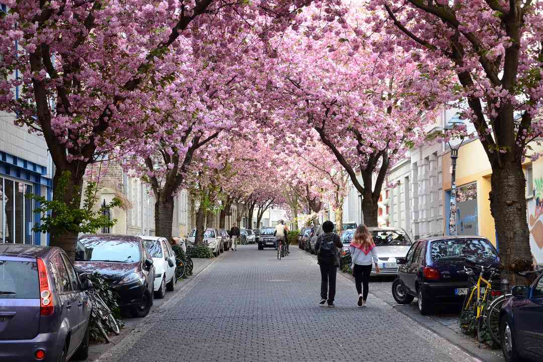 Bonn Germany Cherry Blossoms