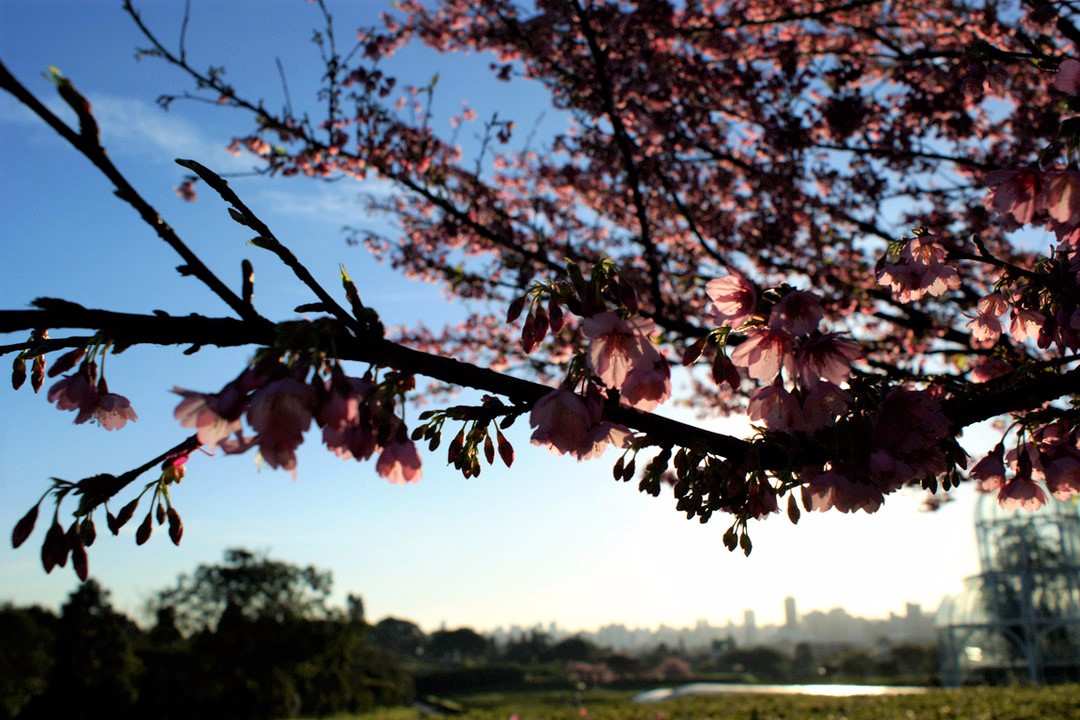 Curitiba Botanical Garden Brazil