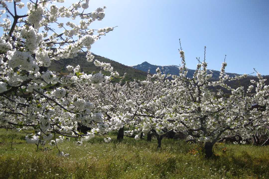 Jerte Valley Cherry Blossom