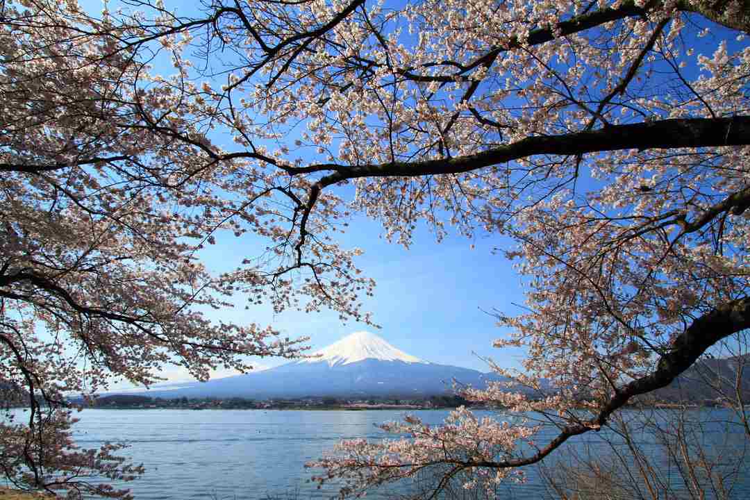 best places to see cherry blossoms