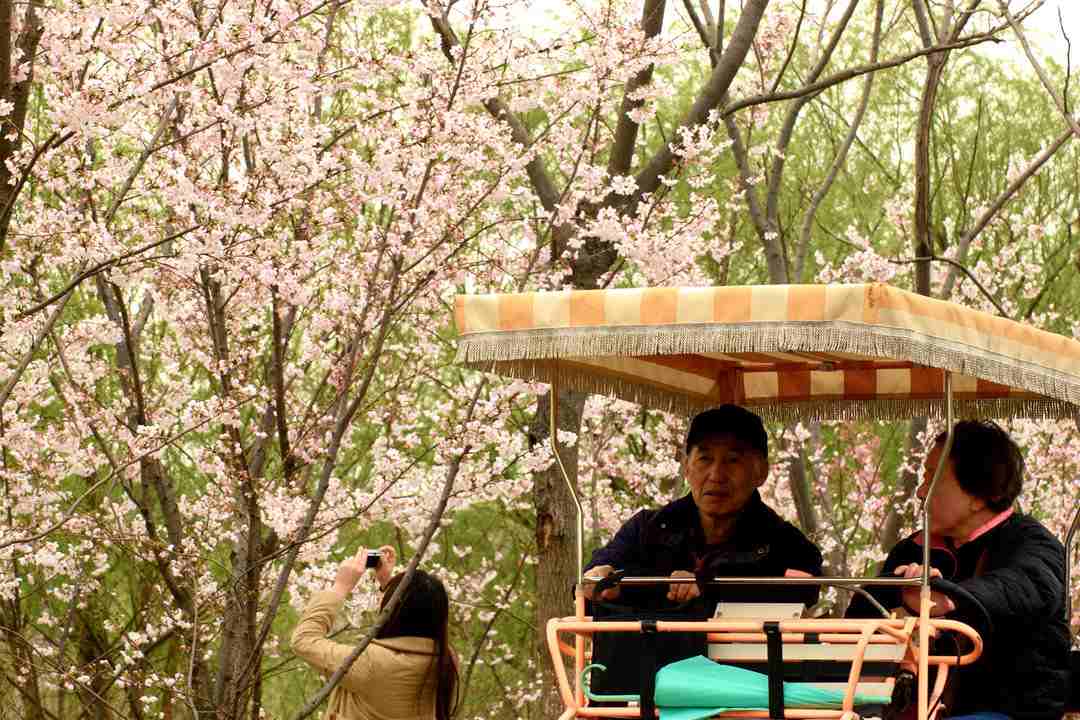 Gucun Park Shanghai Cherry Blossom