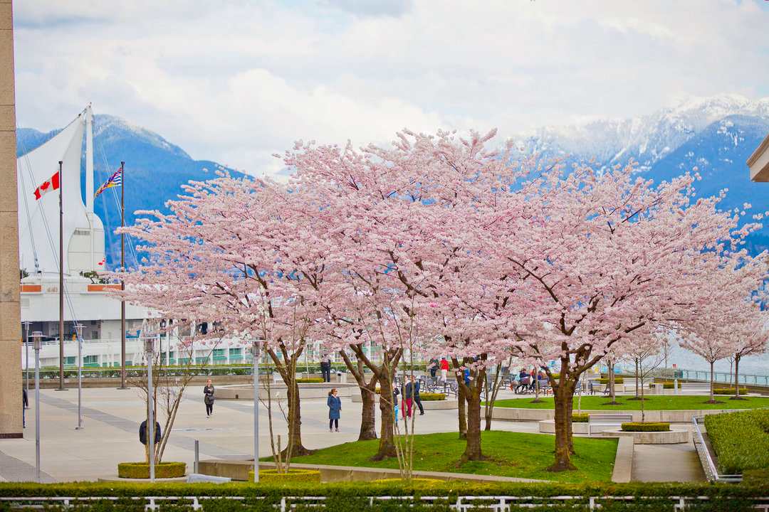 Vancouver Cherry Blossom