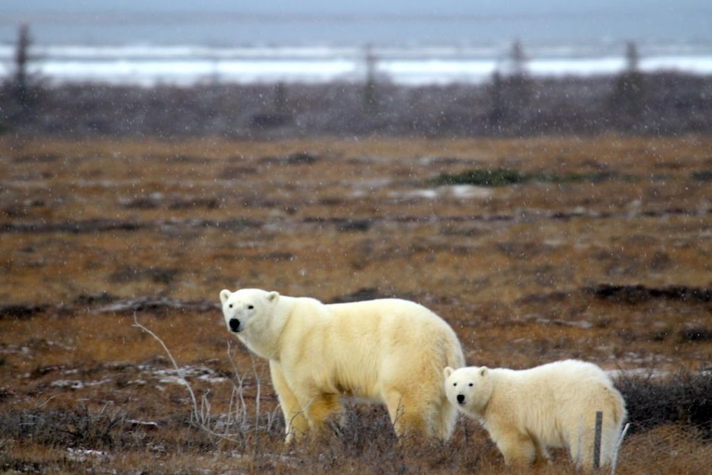 Two polar bears in a brown field, one of them is an adult the other one is a child