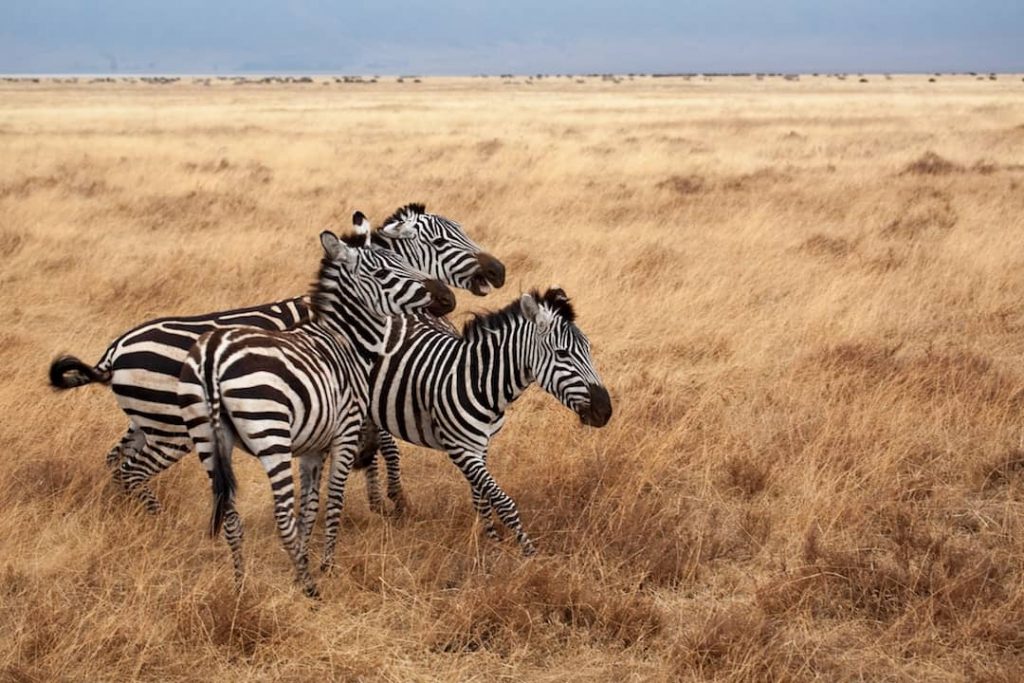 Zebras play in a field in Ngorongoro, Tanzania