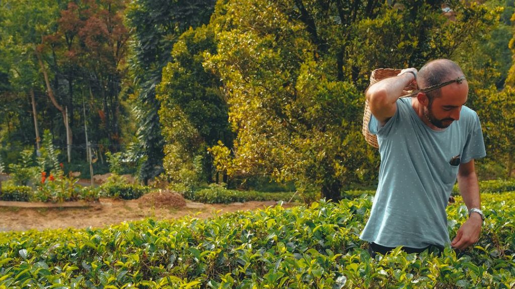 Traveller with a basket on his back amongst a grove of tea leaves 