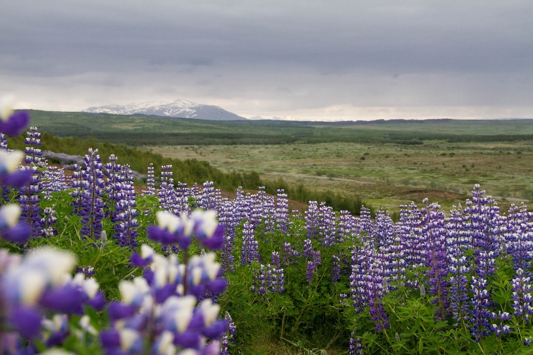 Camping in Iceland