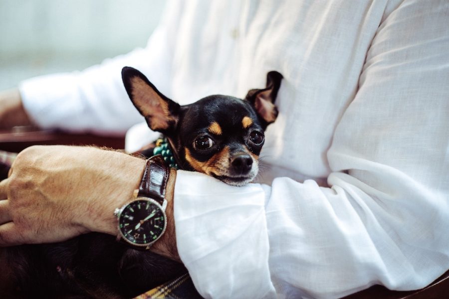 the-20-most-pet-friendly-international-airlines-ranked-days-to-come