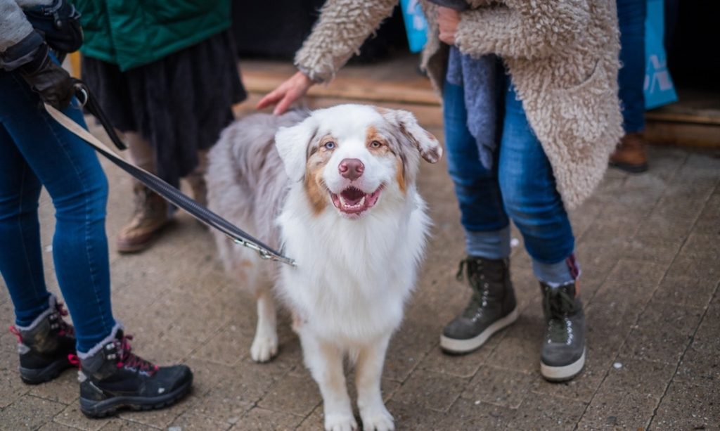 the-20-most-pet-friendly-international-airlines-ranked-days-to-come