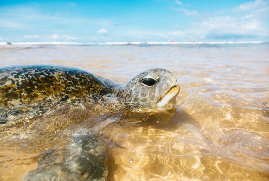 sea-turtle-swimming-in-hikkaduwa-beach