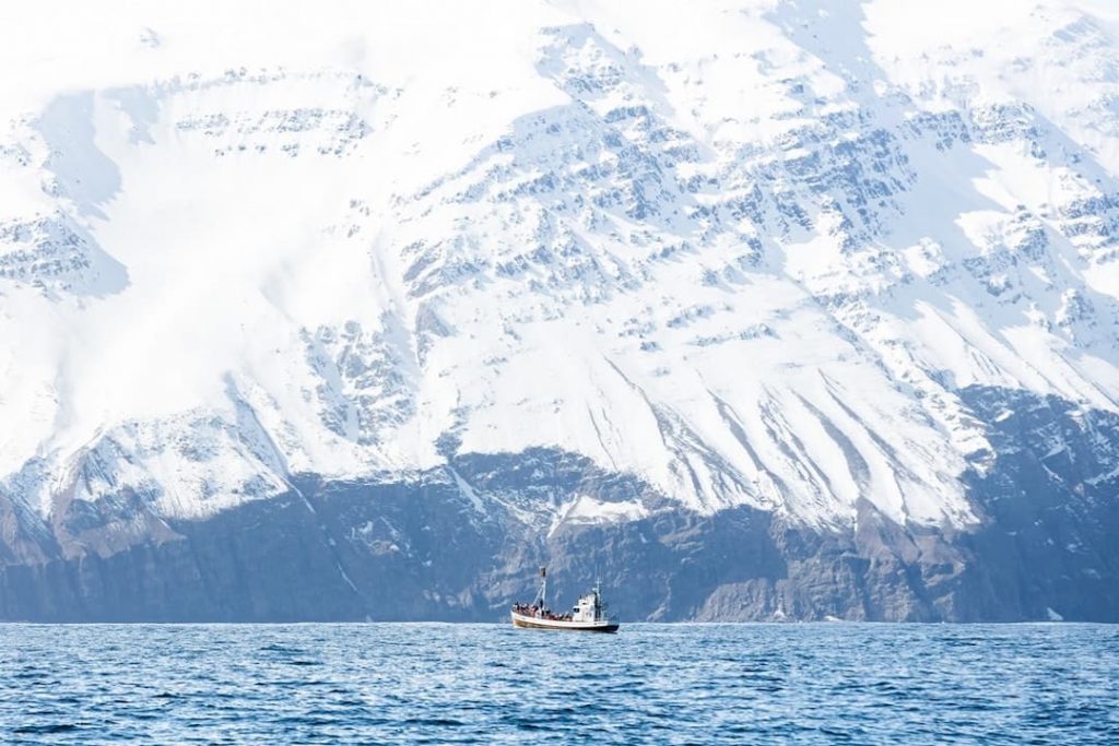 húsavík whale watching