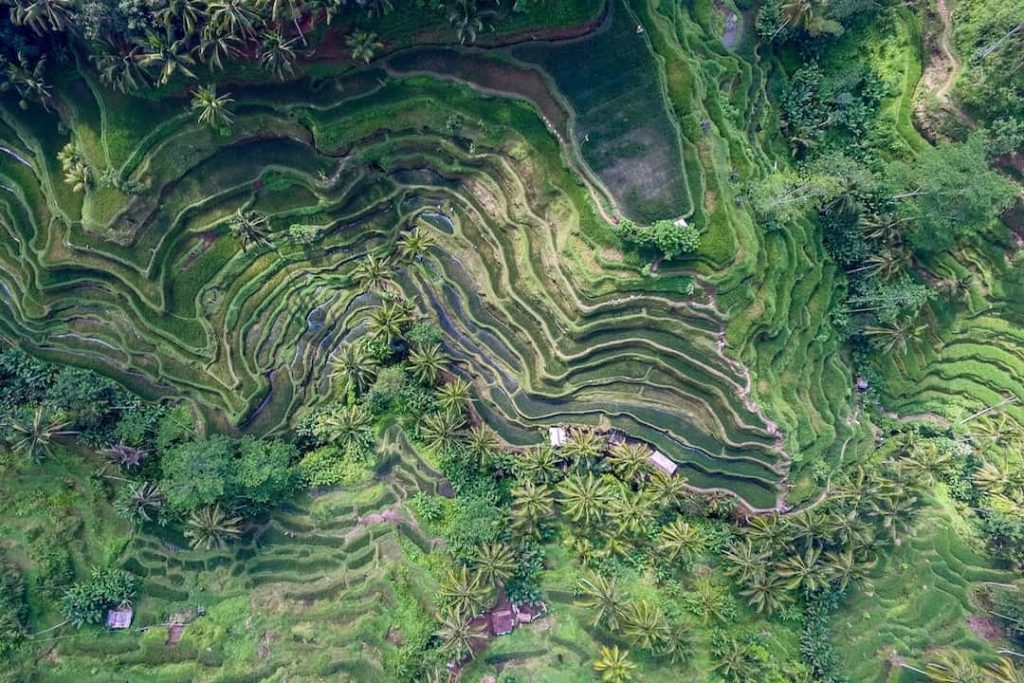 A green rice terrace in Bali