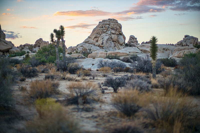 Silent Beauty, Joshua Tree National Park