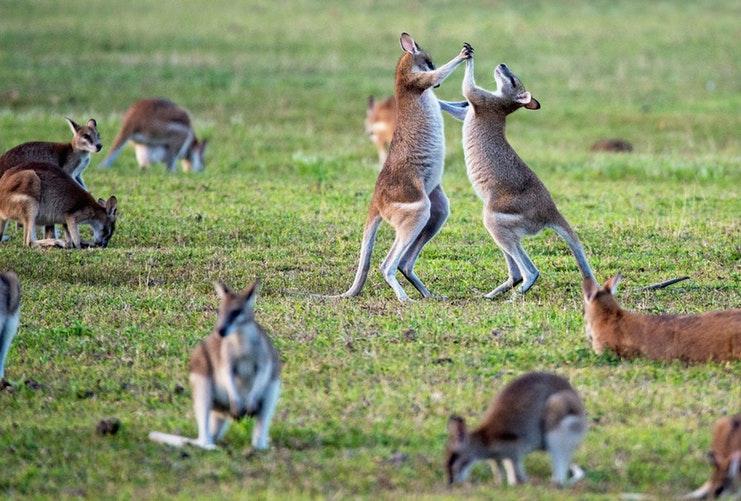 Two waltzing wallabies in Trinity Beach, Australia