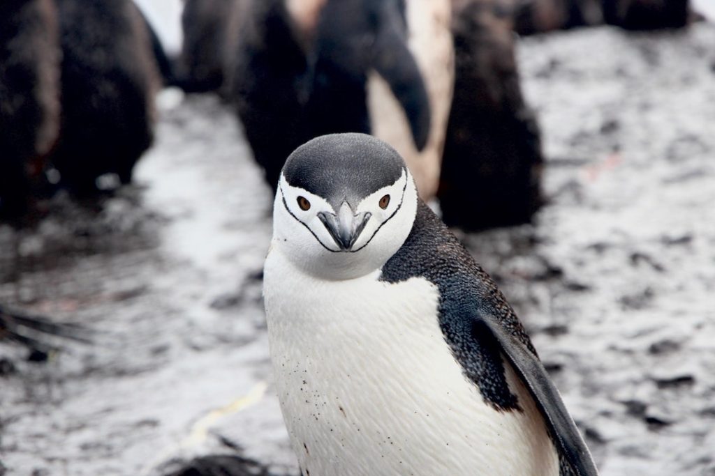 a close up shot of a chinstrap penguin looking into the camera