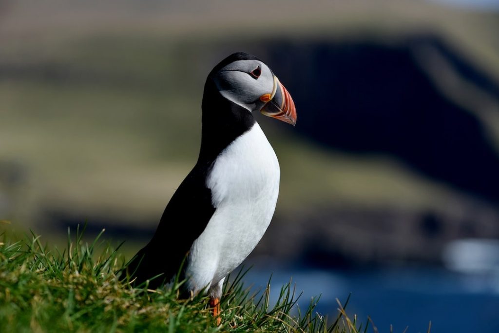 A close up of a puffin standing on grass