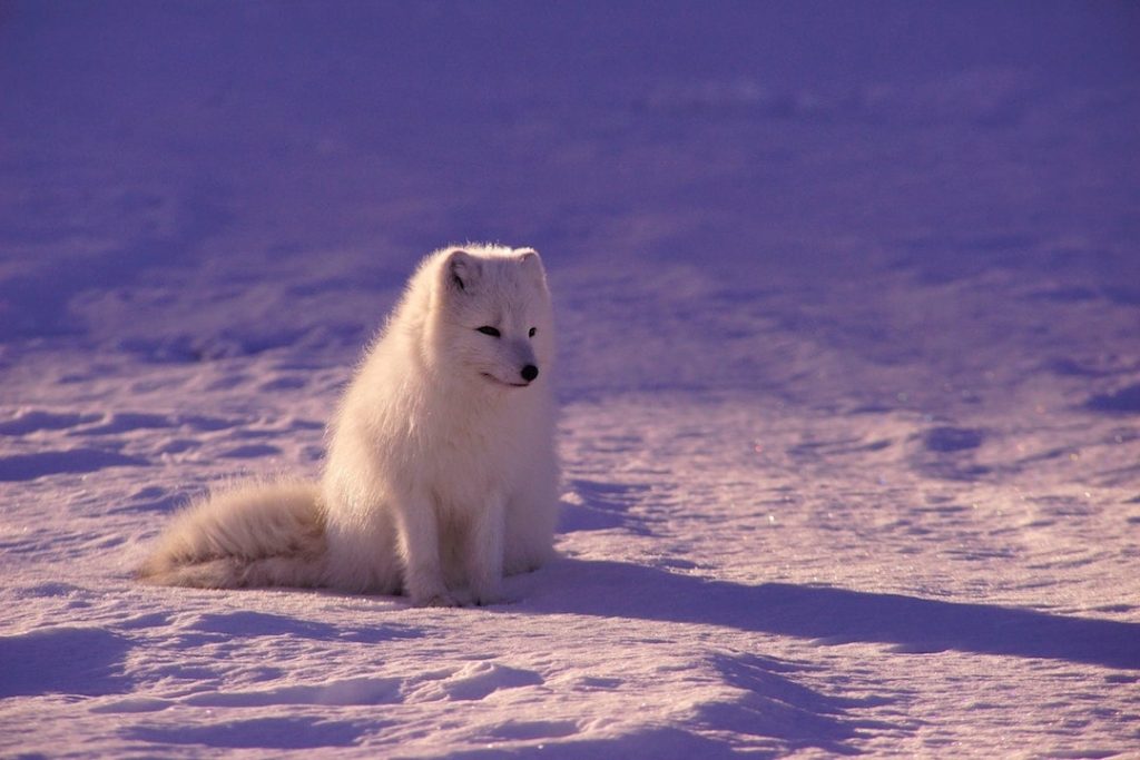 An arctic fox