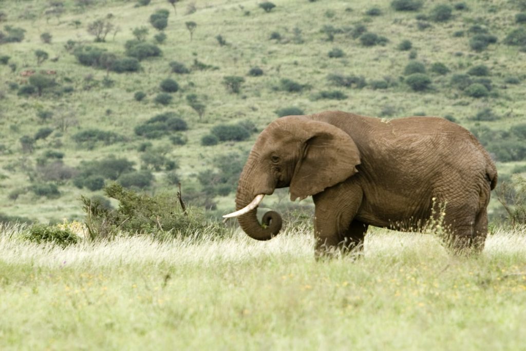 An elephant with a curled trunk stands in a field in Tanzania